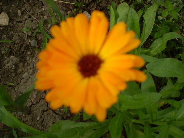 neven